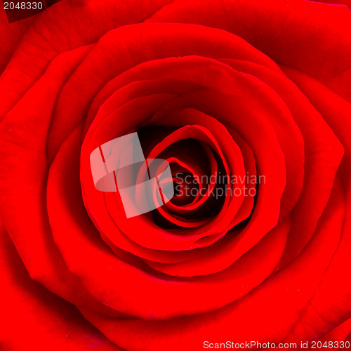 Image of Close-up of a bright red rose