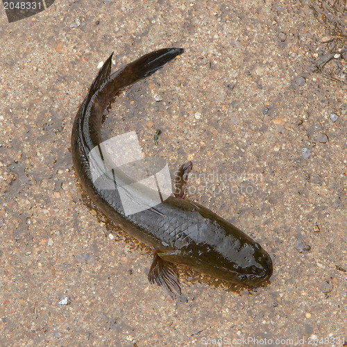 Image of Snake fish is trying to escape on a Vietnamese market