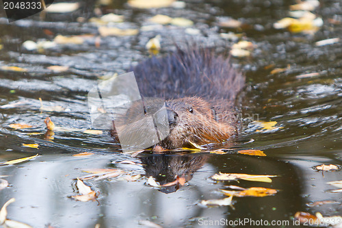 Image of Canadian beaver in the water, isolated