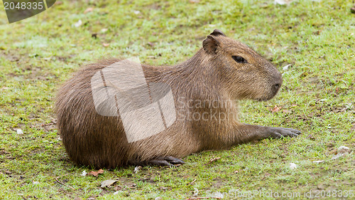 Image of Capybara resting on a green lawn 