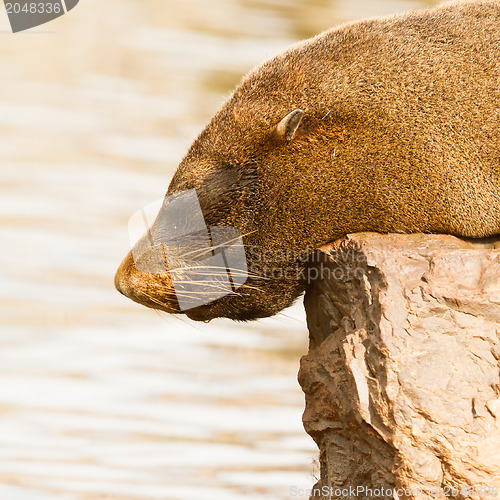 Image of The close up of South American sea lion