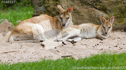 Image of Two kangaroos resting