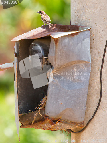 Image of Sparrow and nest in a cabinet with electrical meter 