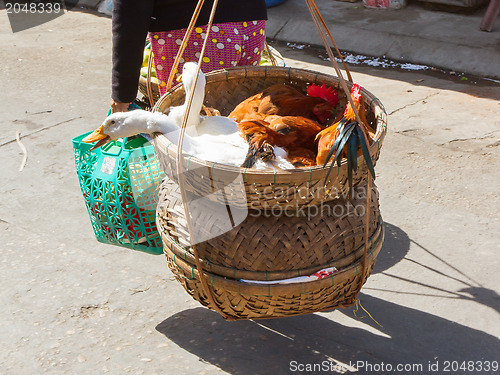 Image of Duck bought for consumption on a Vietnamese market