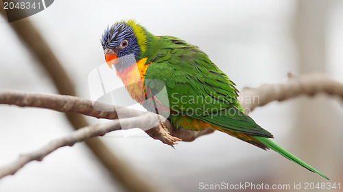 Image of Australian rainbow lorikeet