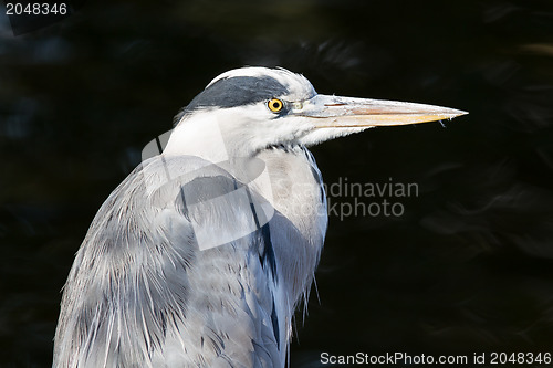 Image of Great blue heron isolated