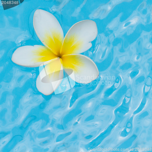 Image of White flower on water