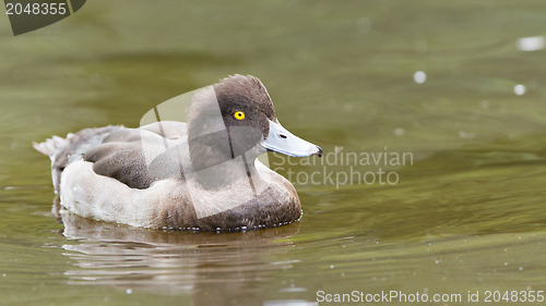 Image of Female Tufted duck swimming on a lake