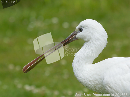 Image of Spoonbill in it's natural habitat