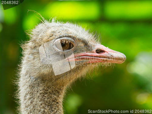 Image of Ostrich standing in a zoo in Saigon