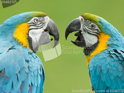 Image of Close-up of two macaw parrots