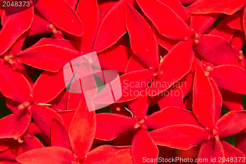 Image of Big bunch of bright red flowers