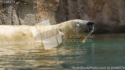 Image of Close-up of a polarbear (icebear) 