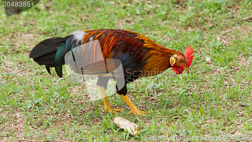 Image of Colorful rooster standing