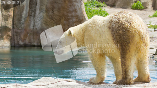 Image of Close-up of a polarbear in capticity 