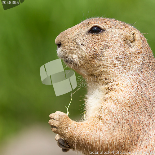 Image of Cute prairie dog eating