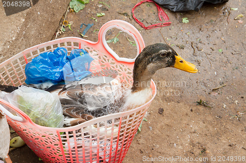 Image of Duck bought for consumption on a Vietnamese market