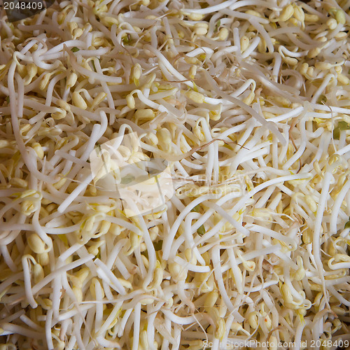Image of Chinese beansprout background or texture image