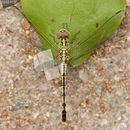 Image of Dragonfly on a leaf