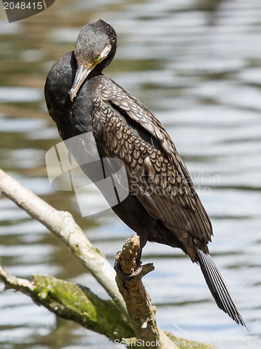 Image of Cormorant in it's natural habitat