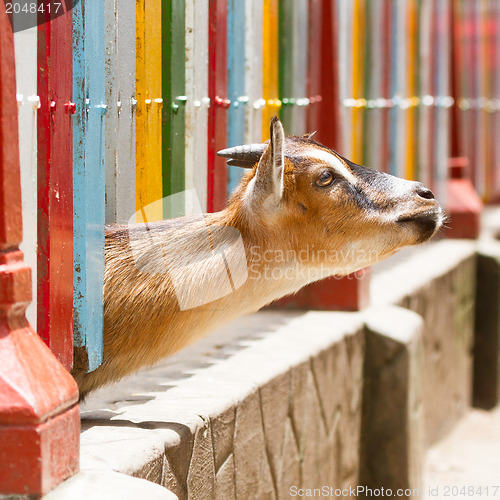 Image of Goat looking through a fence 