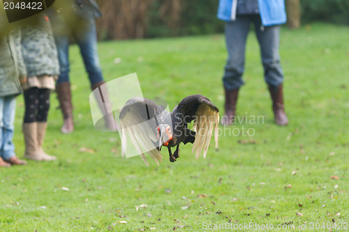 Image of Southern Ground hornbill (Bucorvus leadbeateri)