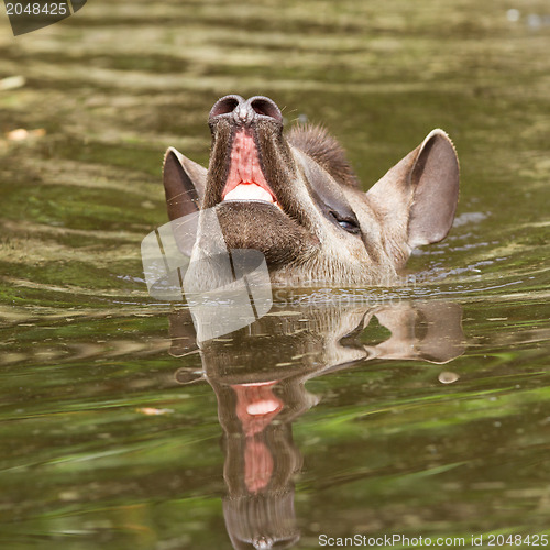 Image of Profile portrait of south American tapir in the water