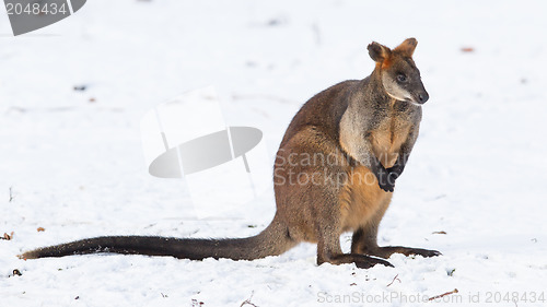 Image of Swamp wallaby in the snow