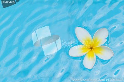 Image of White flower on water