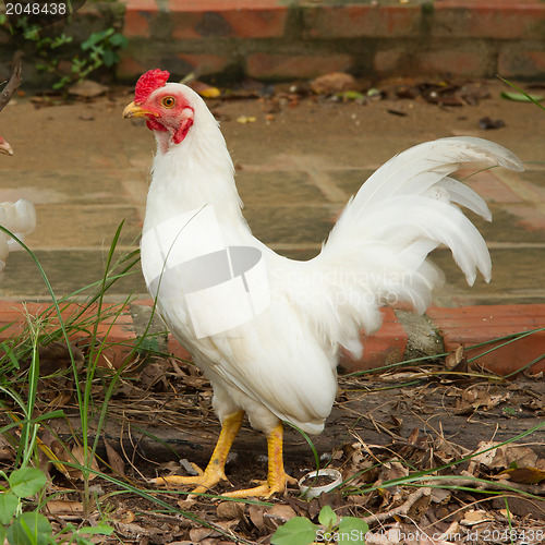 Image of White rooster standing