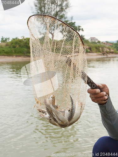 Image of Fisherman hold a net with several small fish in it