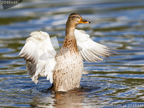 Image of Female Mallard Duck washing her feathers