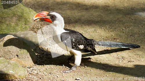 Image of Male Von der Decken's Hornbill