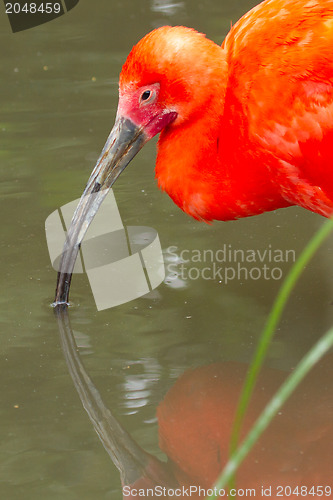 Image of Young Scarlet Ibis, Eudocimus ruber 