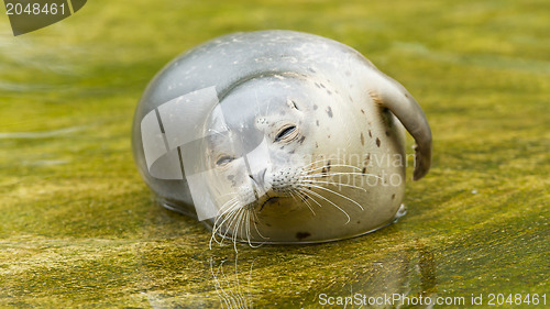 Image of Common seal resting in the water