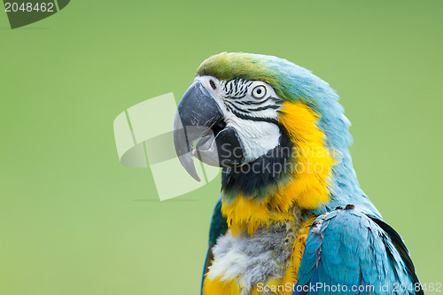 Image of Close-up of a macaw parrot