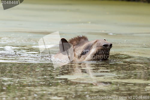 Image of Profile portrait of south American tapir in the water