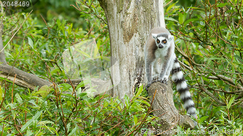 Image of Ring-tailed lemur in captivity