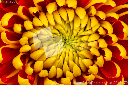 Image of Yellow Dahlia Flower Isolated