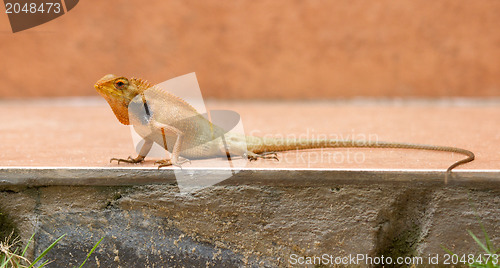 Image of Close up of a lizard