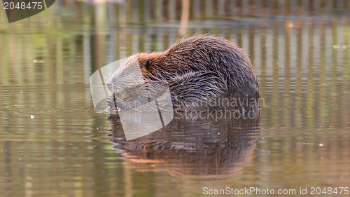 Image of Canadian Beaver (Castor canadensis) in the water