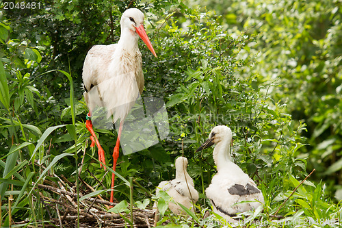 Image of Stork with two chicks