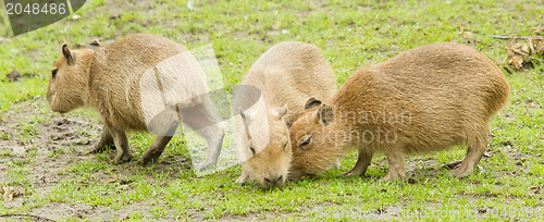 Image of Capybara (Hydrochoerus hydrochaeris) 