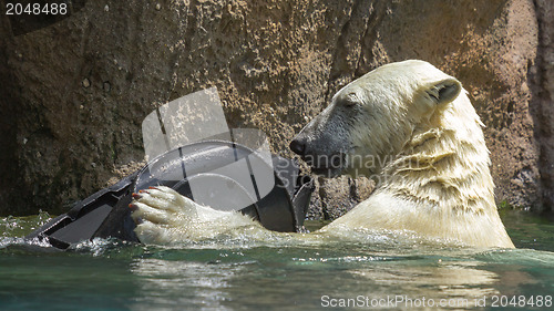 Image of Close-up of a polarbear in capticity 