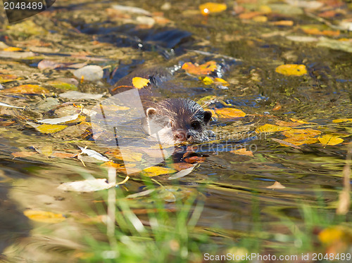 Image of Otter is swimming 