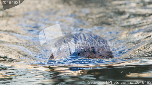 Image of Canadian Beaver (Castor canadensis) in the water