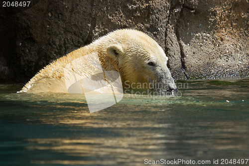 Image of Close-up of a polarbear in capticity 