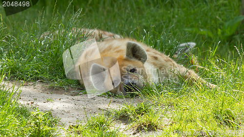 Image of Large spotted hyena resting