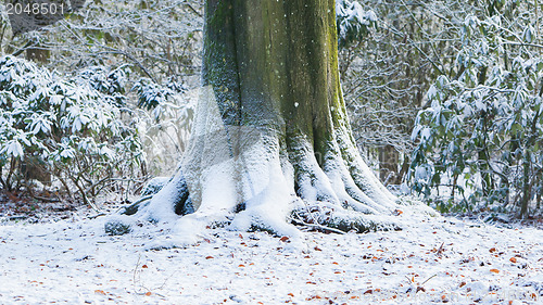 Image of Tree covered in snow