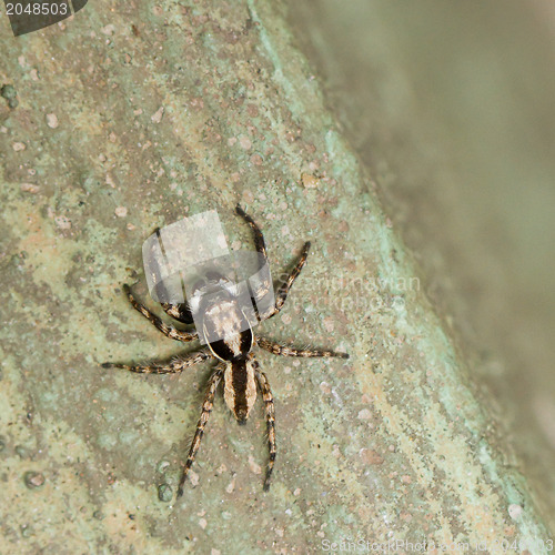 Image of Small spider hunting